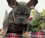 Small Photo #27 French Bulldog Puppy For Sale in GOSHEN, IN, USA
