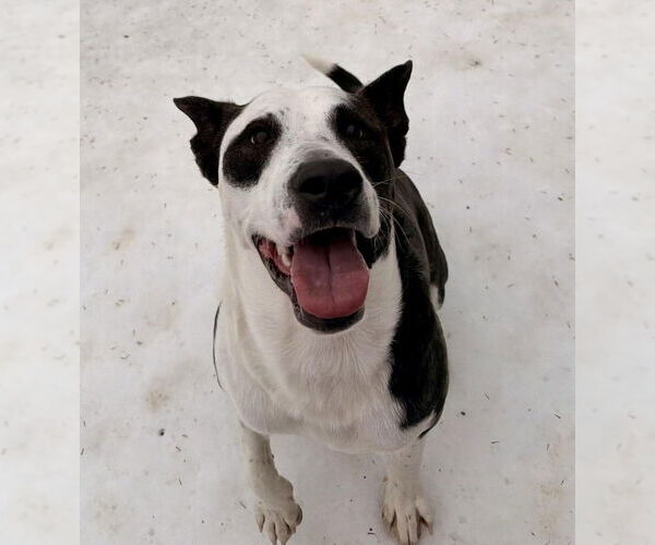 Medium Photo #3 Australian Shepherd-Unknown Mix Puppy For Sale in Germanton, TN, USA