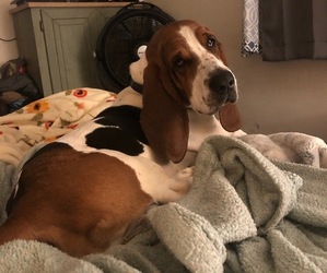 Father of the Basset Hound puppies born on 07/13/2022