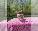 Small #5 Pomsky