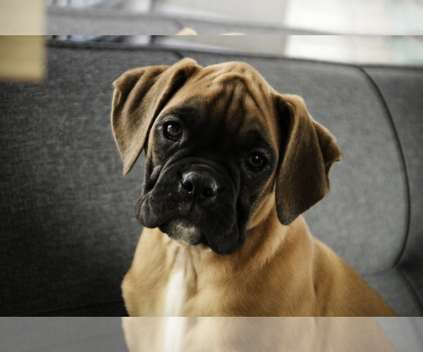 Medium Photo #4 Boxer Puppy For Sale in SHIPSHEWANA, IN, USA