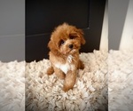 Small #3 Cavapoo