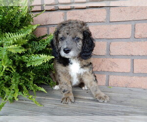Miniature Labradoodle Puppy for sale in FREDERICKSBG, OH, USA