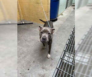 American Pit Bull Terrier Dogs for adoption in Stockton, CA, USA