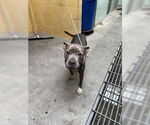 Small American Pit Bull Terrier