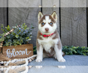 Medium Siberian Husky