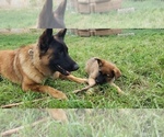 Small Photo #3 German Shepherd Dog Puppy For Sale in YUCAIPA, CA, USA