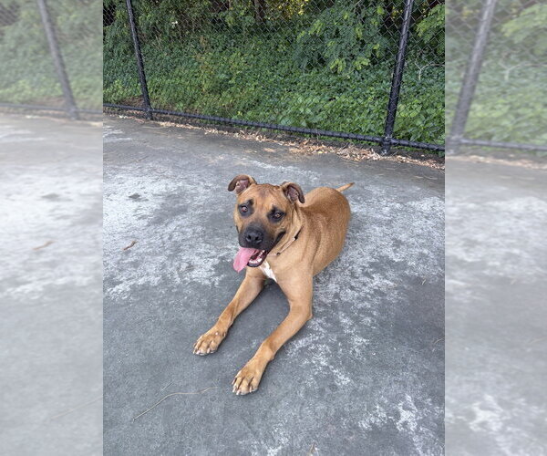Medium Photo #1 Boxer-Unknown Mix Puppy For Sale in Boston, MA, USA