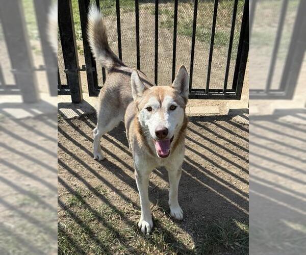 Medium Photo #1 Siberian Husky Puppy For Sale in Riverside, CA, USA
