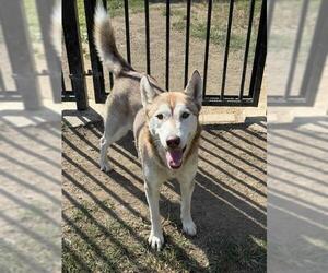 Siberian Husky Dogs for adoption in Riverside, CA, USA
