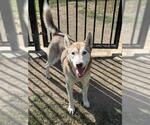 LUNA - Female Siberian Husky Dog for Adoption - Small photo