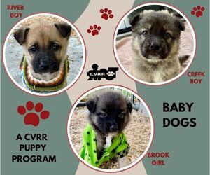 Mutt Dogs for adoption in Lindsay, CA, USA