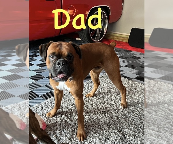 Medium Photo #1 Boxer Puppy For Sale in BLOOMINGTON, IL, USA