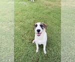 Small #4 Great Pyrenees Mix