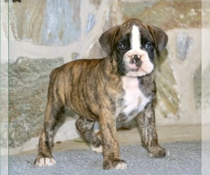 Boxer Puppy for sale in WEST DEPTFORD, NJ, USA