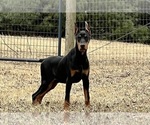 Puppy Viper AKC Doberman Pinscher