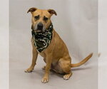 Small #1 Black Mouth Cur-Staffordshire Bull Terrier Mix