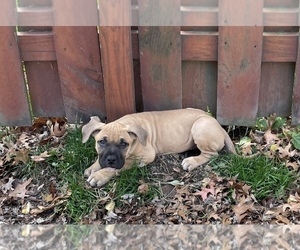Presa Canario Puppy for sale in CLEVELAND, OH, USA