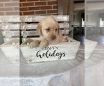 Puppy Puppy 5 Green Labrador Retriever