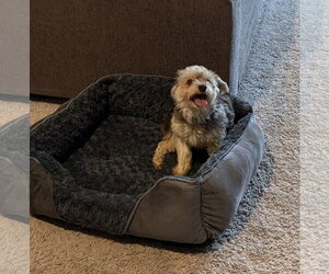 Havanese Dogs for adoption in Alexandria, KY, USA