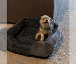 Small Havanese