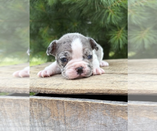 Medium Photo #1 French Bulldog Puppy For Sale in MIDDLEBURY, IN, USA