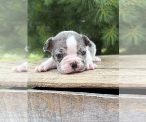 French Bulldog Puppy for sale in MIDDLEBURY, IN, USA