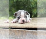 Image preview for Ad Listing. Nickname: Sasha