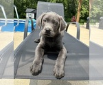 Small #1 Labrador Retriever