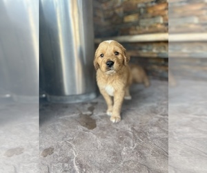 Golden Retriever Puppy for Sale in NORCO, California USA