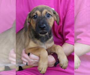 Labrador Retriever-Unknown Mix Dogs for adoption in Prattville, AL, USA