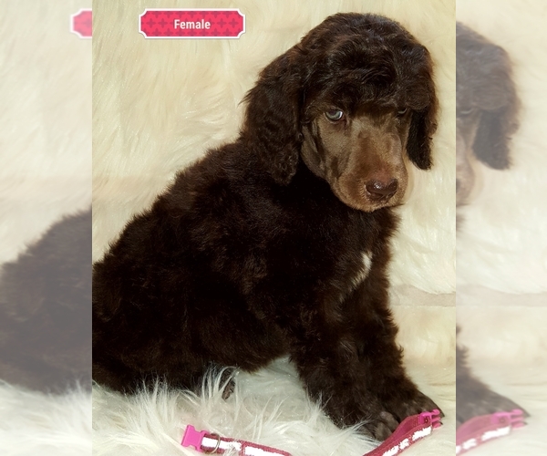 Medium Photo #3 Poodle (Standard) Puppy For Sale in SEAMAN, OH, USA