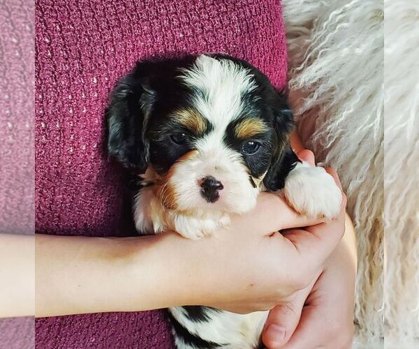 Top 99+ Images cavalier king charles spaniel poodle mix for sale Completed