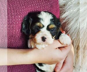 poodle king cavalier charles spaniel puppies mix cavapoo toy litter