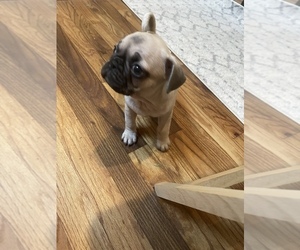 Frenchie Pug Puppy for sale in BRIDGEPORT, CT, USA