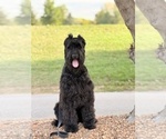 Small Photo #1 Schnauzer (Giant) Puppy For Sale in NOBLESVILLE, IN, USA