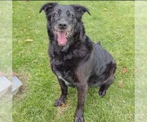Cardi - Female Shepradors Dog for Adoption - Photo #18