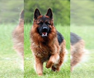Father of the German Shepherd Dog puppies born on 02/03/2025