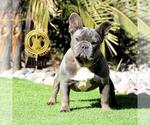 Small Photo #10 French Bulldog Puppy For Sale in N LAS VEGAS, NV, USA