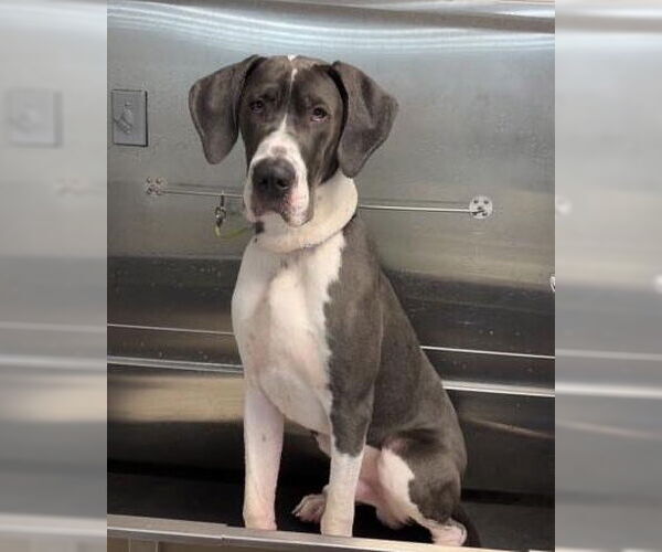 Medium Photo #6 Great Dane Puppy For Sale in Huntersville, NC, USA