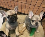 Small Photo #16 French Bulldog Puppy For Sale in EMORY, TX, USA
