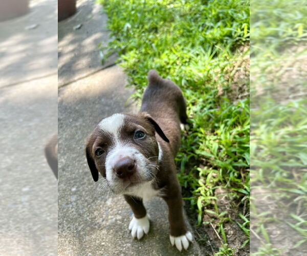 Medium Photo #1 Labrottie Puppy For Sale in Raleigh, NC, USA