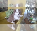 Small #1 Aussie-Corgi