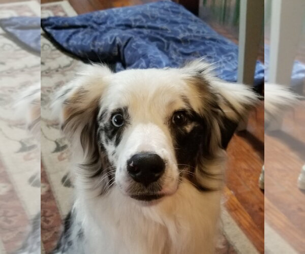 Medium Photo #8 Australian Shepherd Puppy For Sale in Oviedo, FL, USA