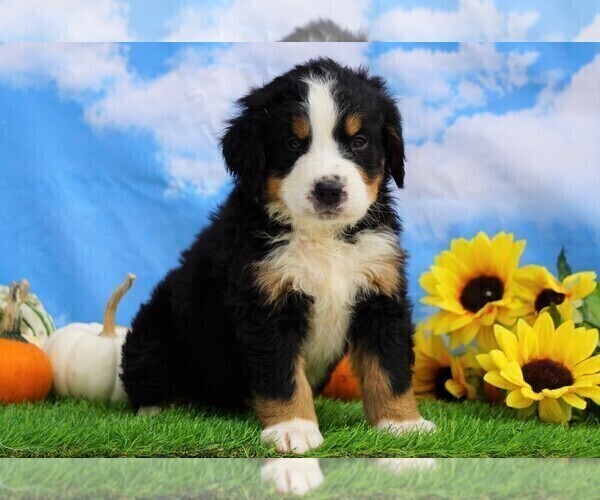 Medium Photo #1 Bernese Mountain Dog Puppy For Sale in FREDERICKSBG, OH, USA