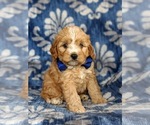 Small Photo #1 Cavapoo Puppy For Sale in QUARRYVILLE, PA, USA