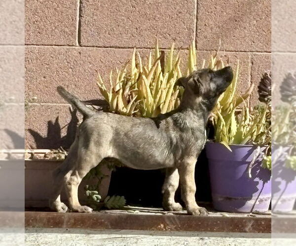 Medium Photo #4 Shepradors Puppy For Sale in San Juan Capistrano, CA, USA
