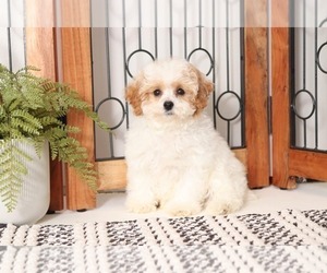 Poochon Puppy for sale in NAPLES, FL, USA