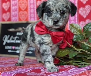Cocker Spaniel-Schipperke Mix Puppy for sale in LANCASTER, PA, USA