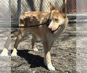 Valkyrie - Male Siberian Husky-Unknown Mix Dog for Adoption - Photo #6